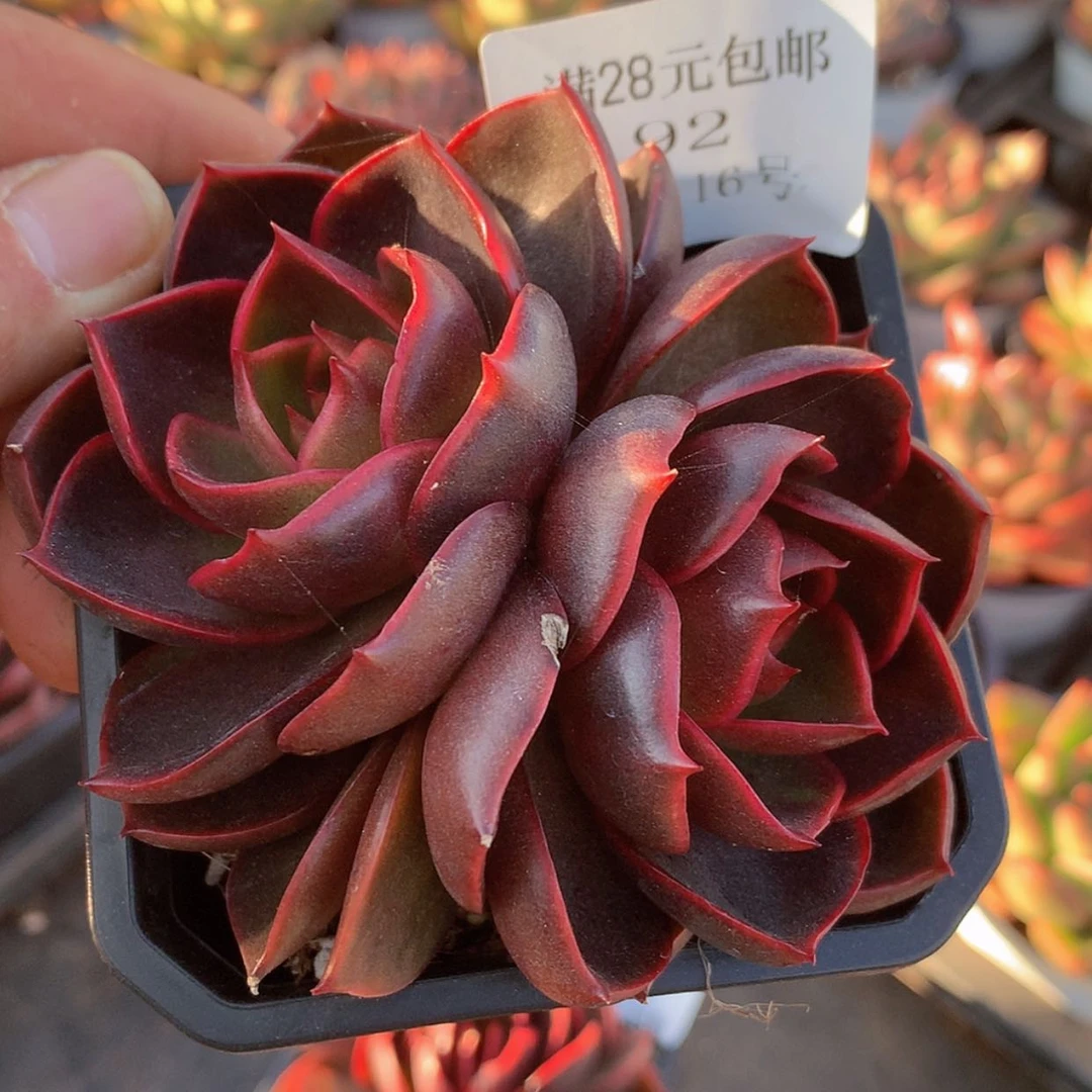 【闪购商品】云92号