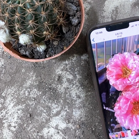 33牡丹，4公分左右