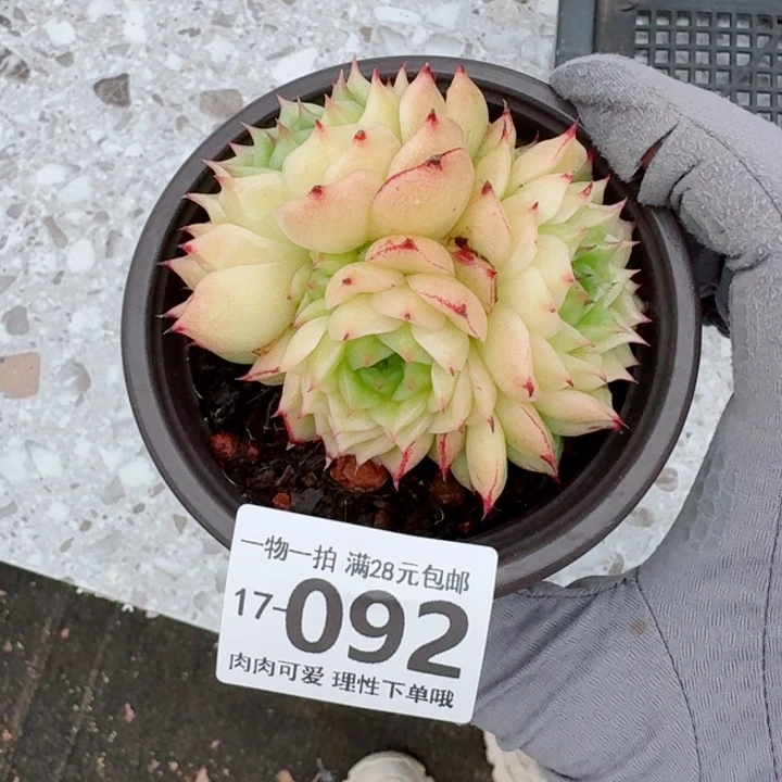 凤凰火多肉多肉多肉多肉多肉多