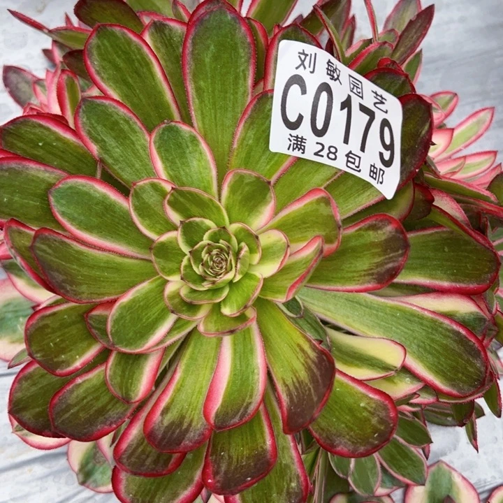 俊*0179多肉植物法师荔枝变异