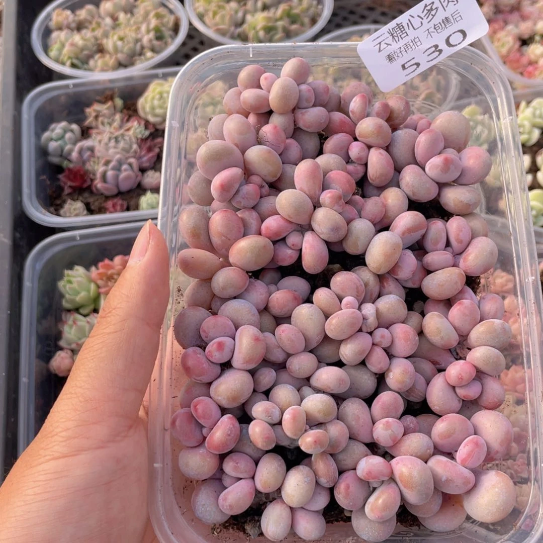 云糖心多肉植物530