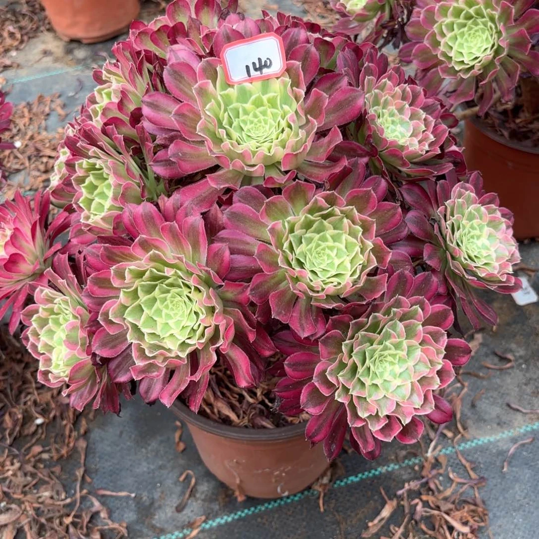 无花朵140天合多肉植物