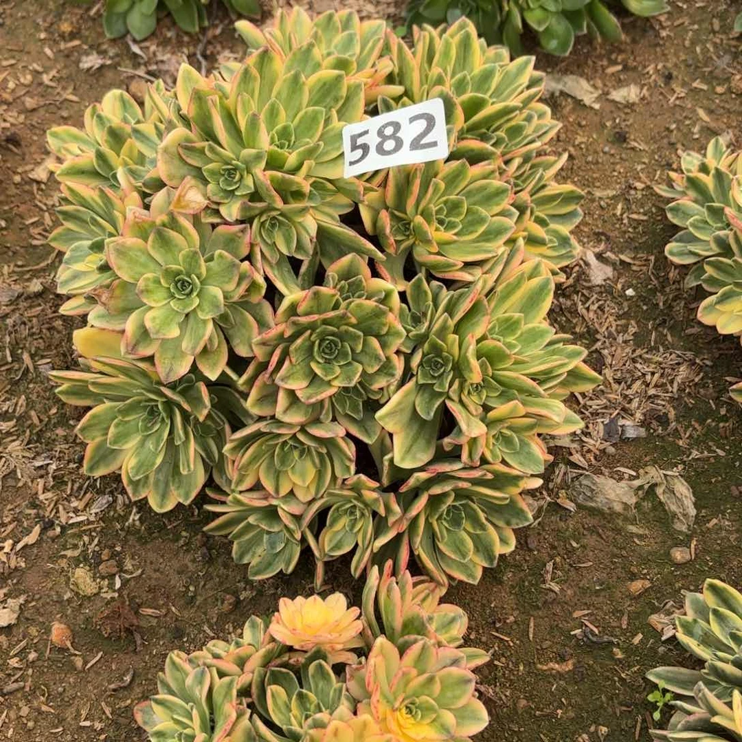 子*582甜茶断桩子不包损