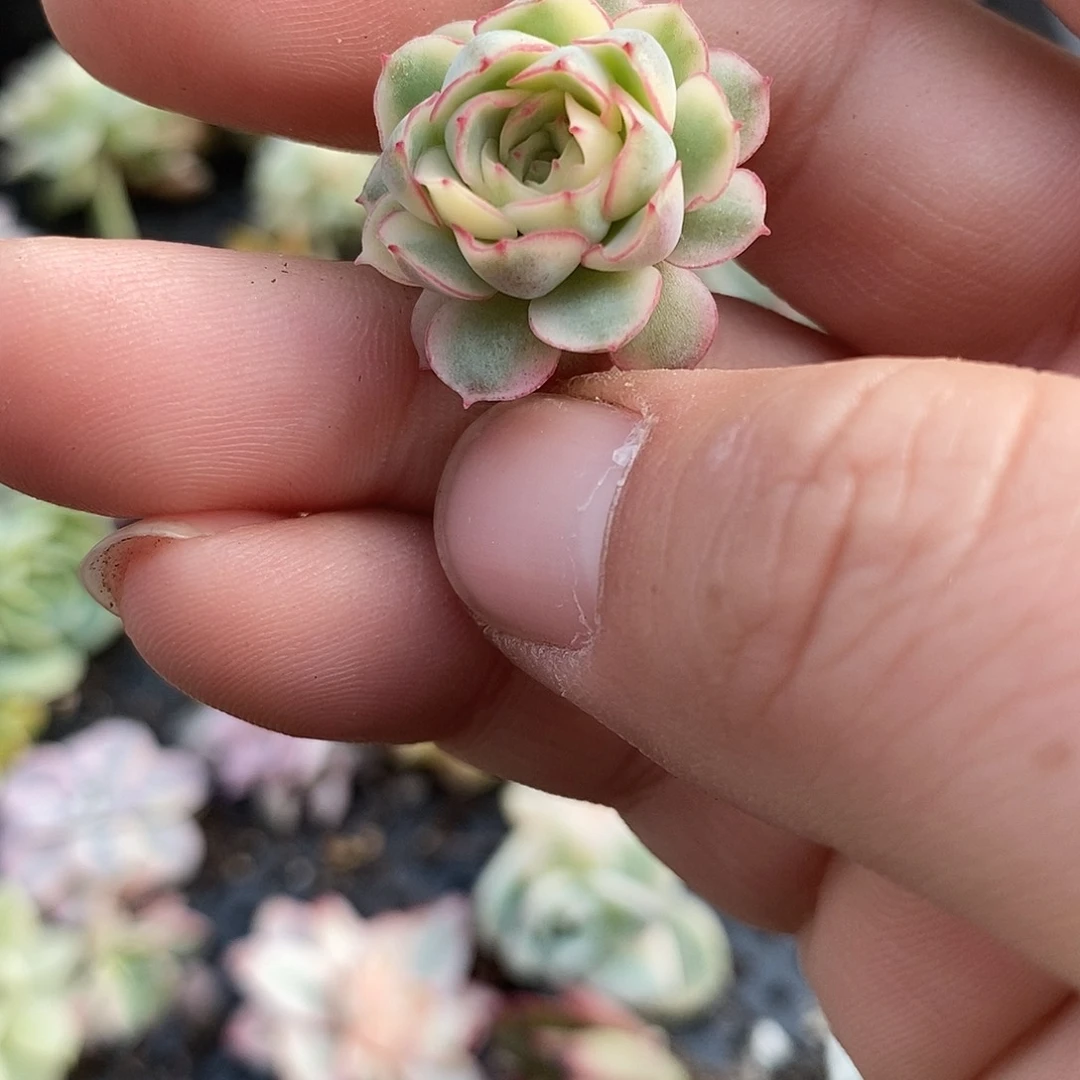 150梦幻玫瑰锦多肉植物