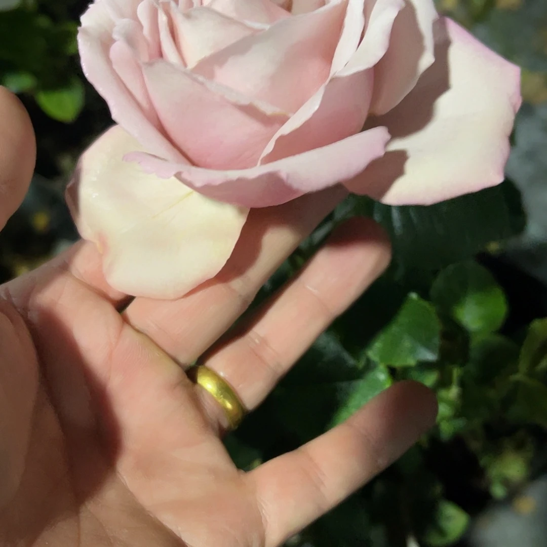 无花朵———银色飞盘 福利款