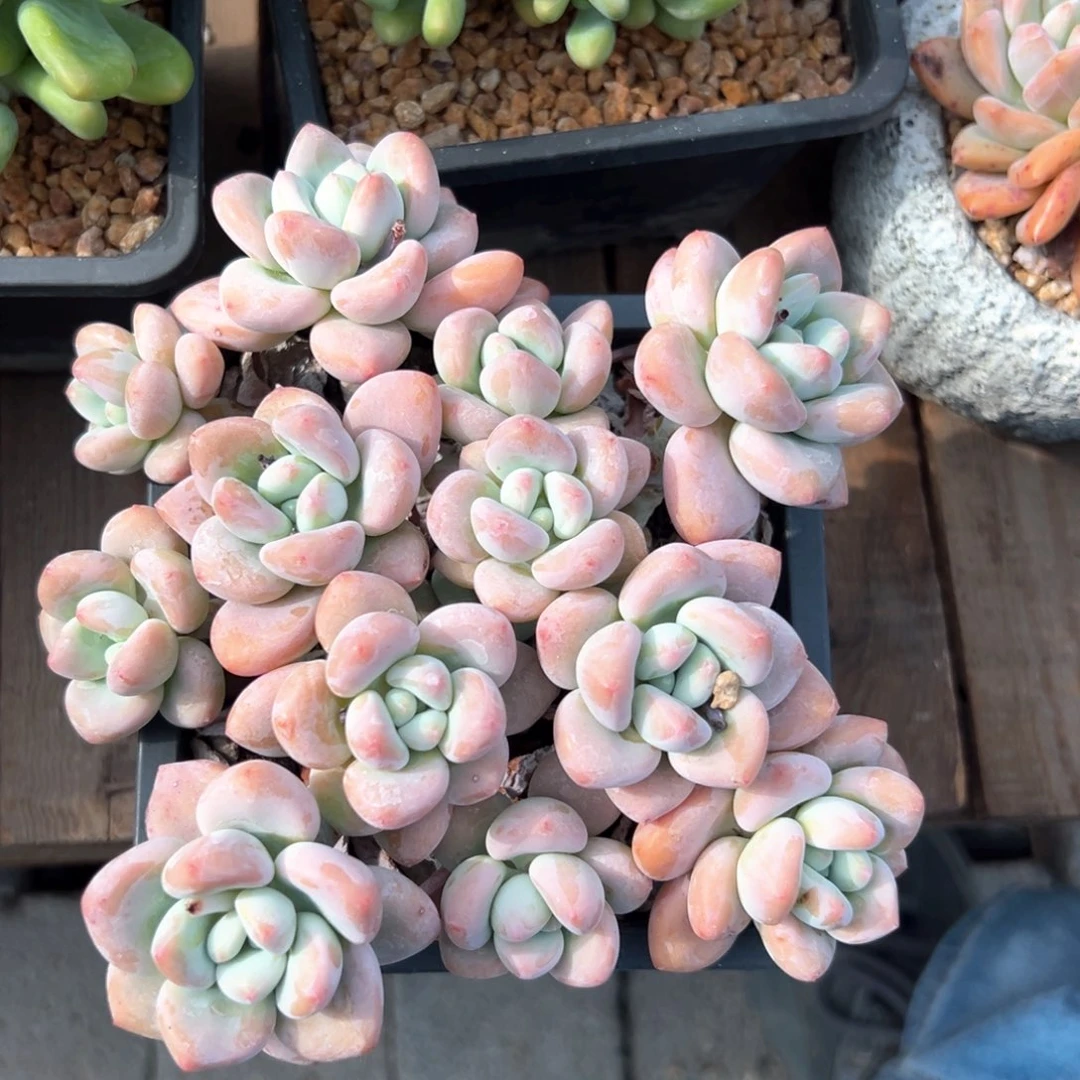 无花朵红洛神11111111111