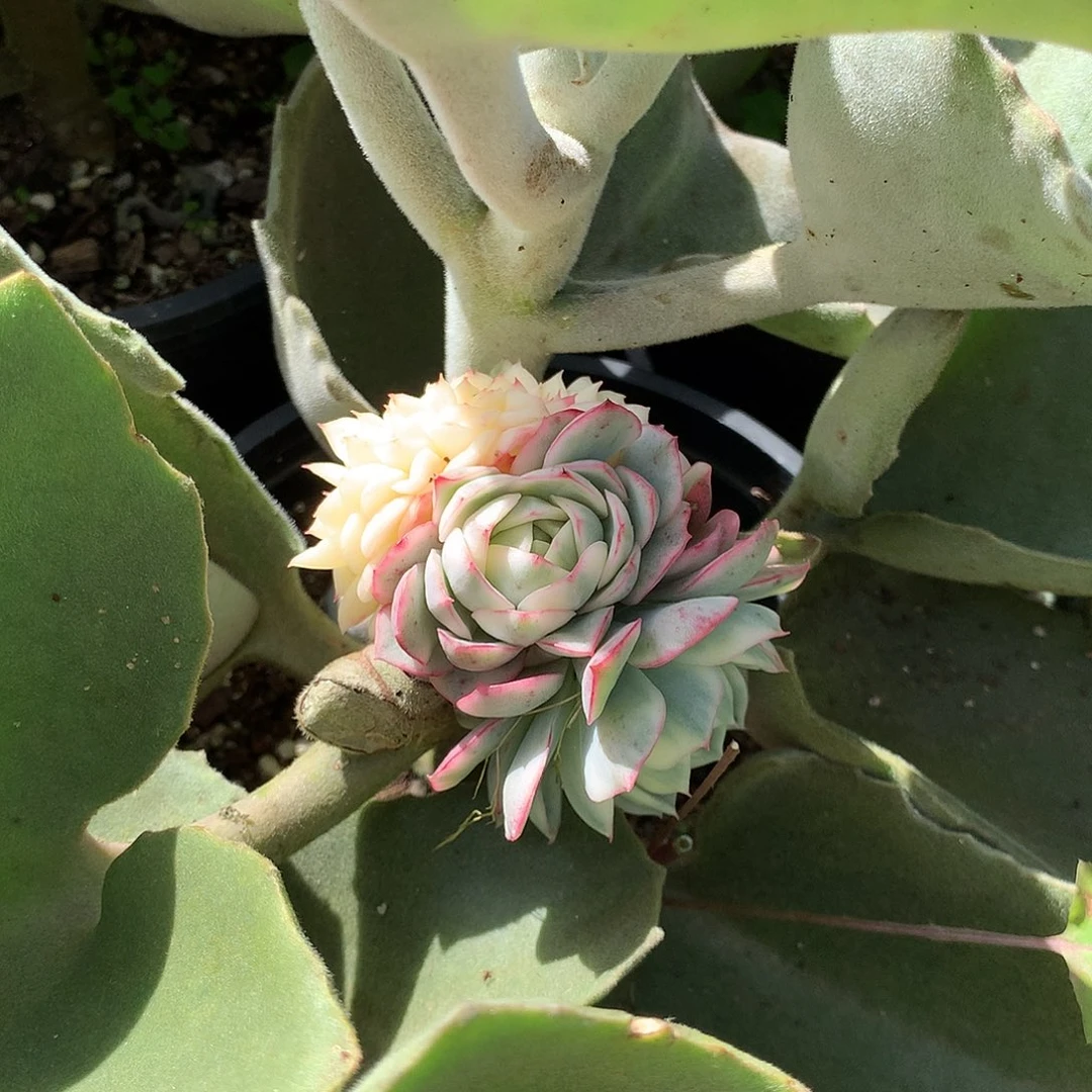 默***忧粉水晶锦多肉植物砍头