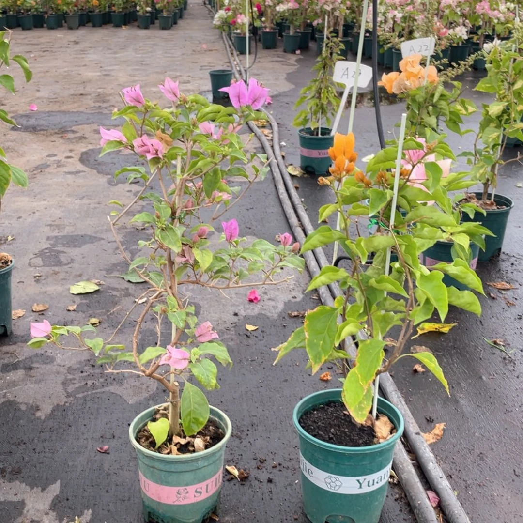 全部花朵巴西紫+金探戈量拍