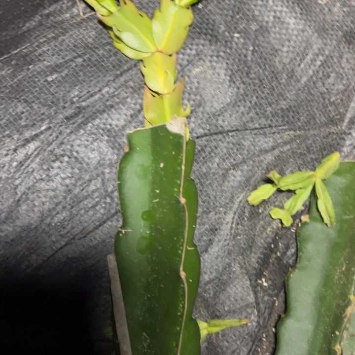 68号嫁接单片小苗一颗瑕疵