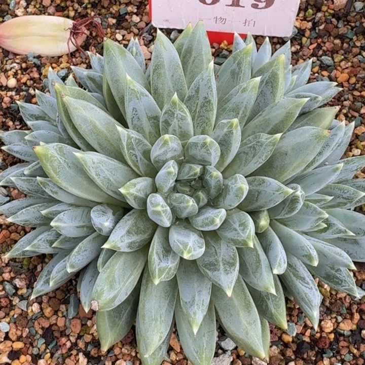 美人019多肉植物