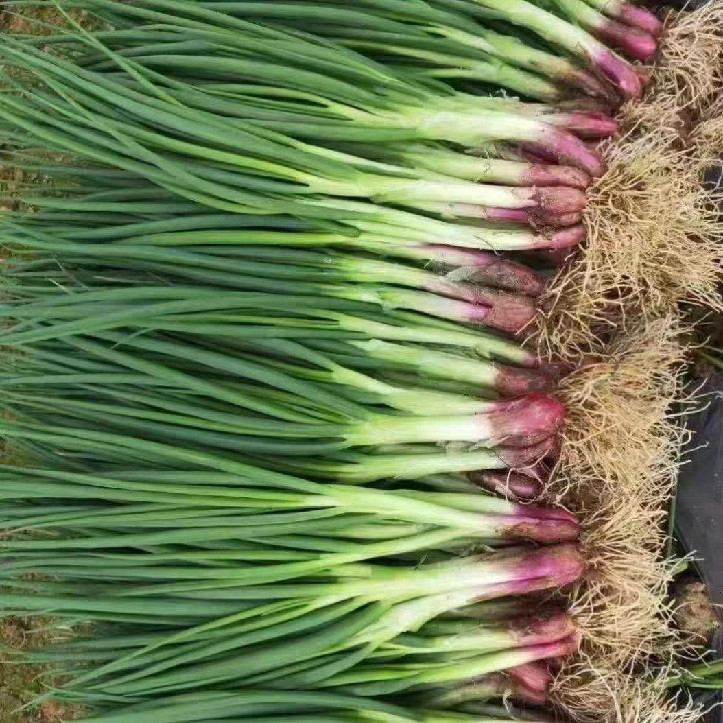 东北红葱毛葱苗小红葱1斤2斤3斤顺丰包邮