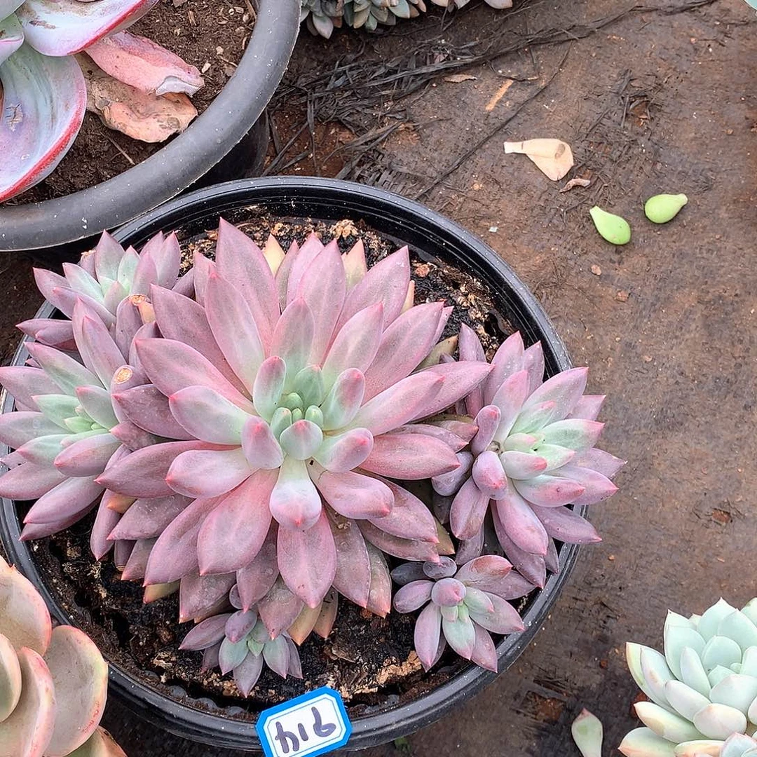 914美人一物一拍多肉