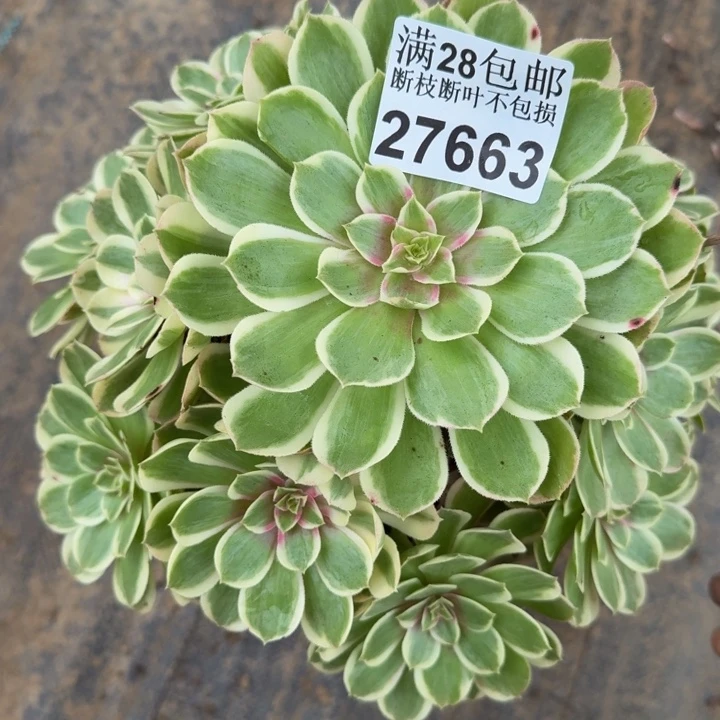 27663南孔雀翎多肉植物