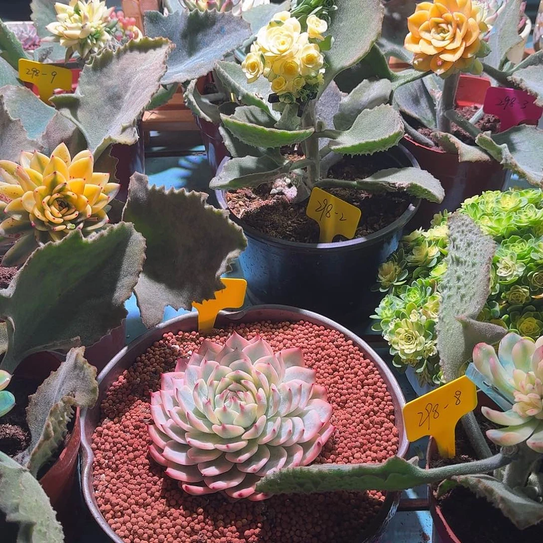 牛**蕉大转盘转一次，不退不换