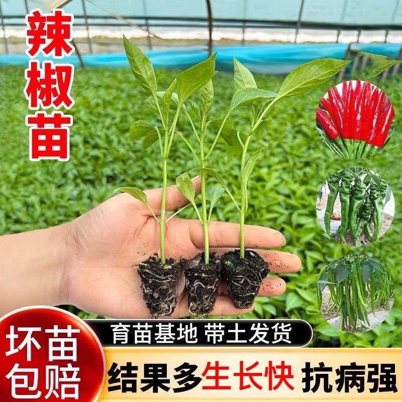 精选辣椒苗高产健康苗辣椒苗朝天椒基地直发小米辣薄皮美人椒秧苗