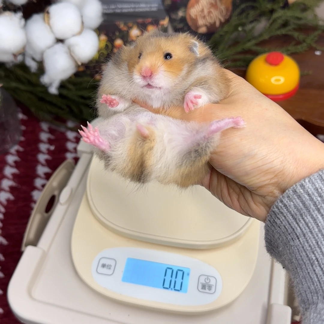 虎纹妹妹11.8生日