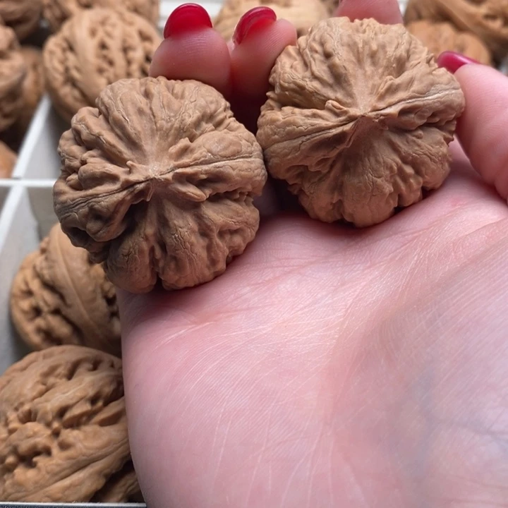 紫***9霸王龙全品无修一刀没动