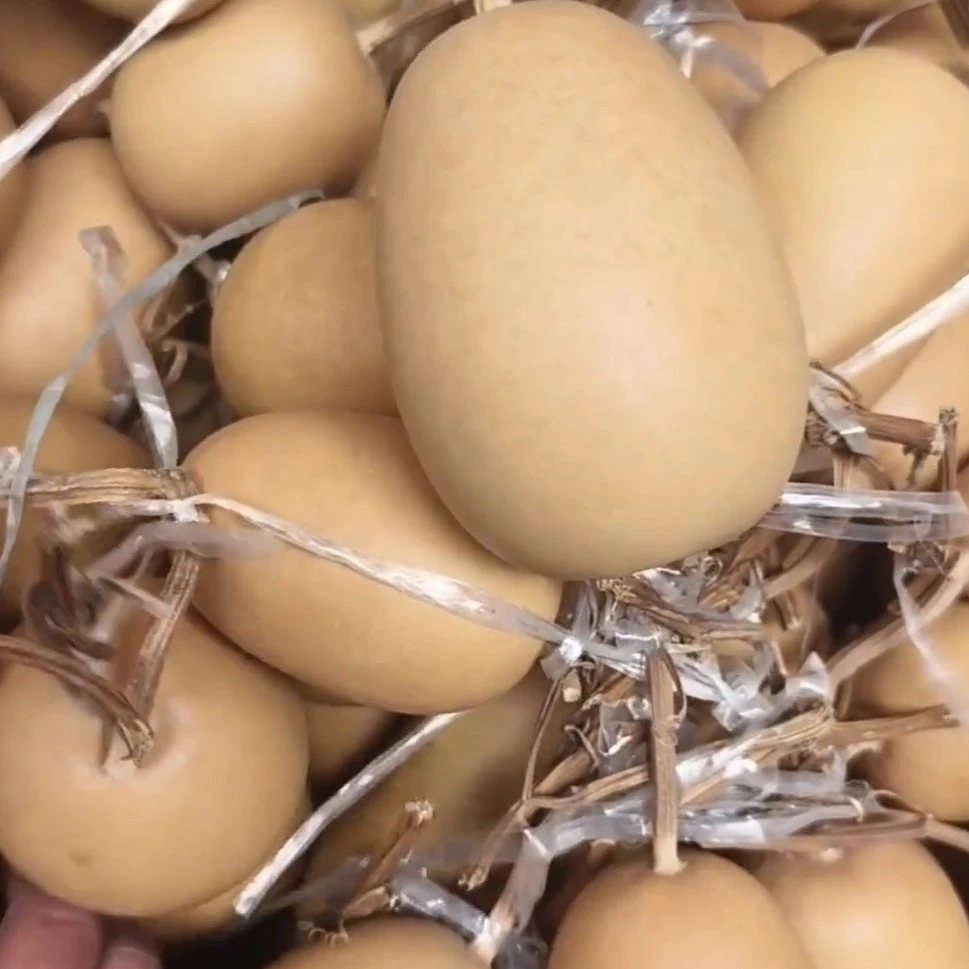 通货冬瓜葫芦可烙画墨刻图案适合把玩文玩葫芦摆件通货