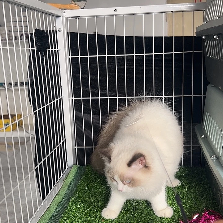 布偶妹妹布偶妹妹起拍400