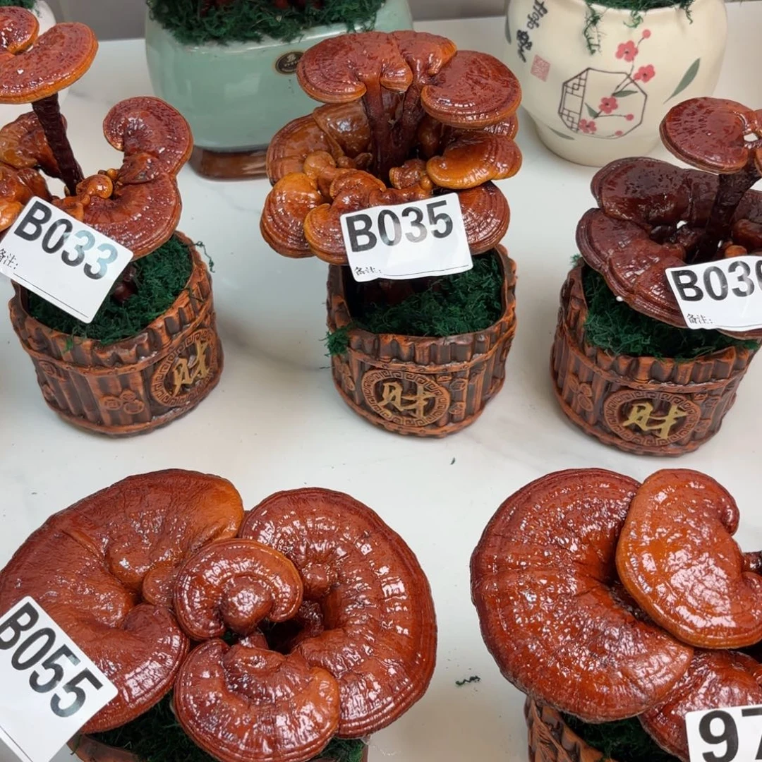 霜***红灵芝88888888888888888