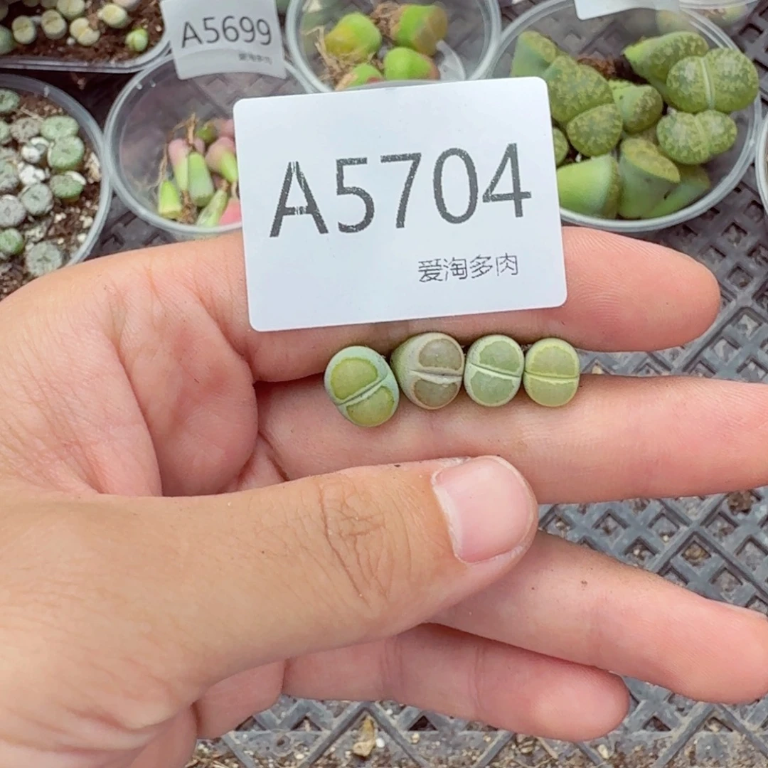 5704—生石花 生石花