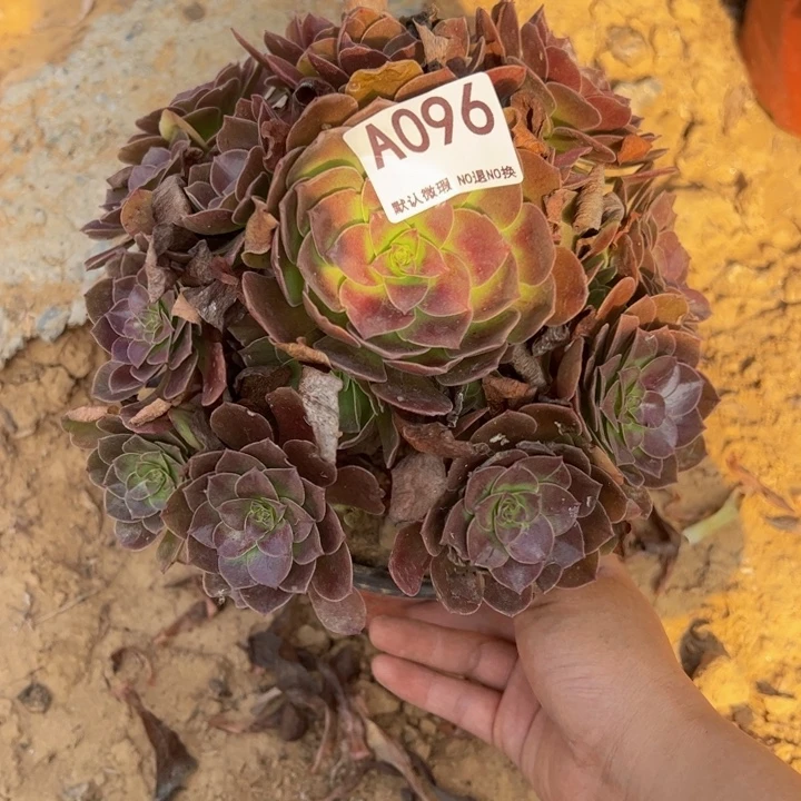 黑膜多肉植物096.
