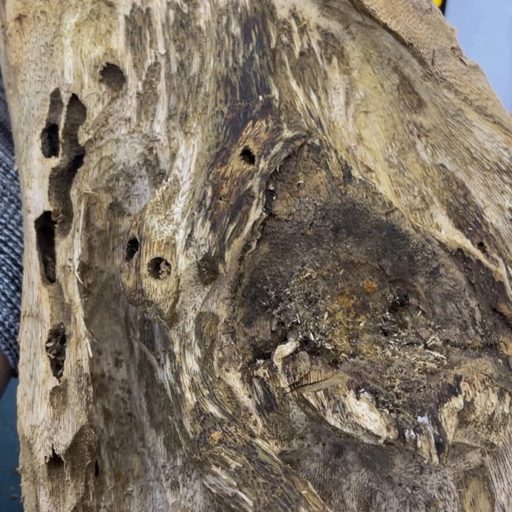 沉香沉香碎屑木*陆河330g