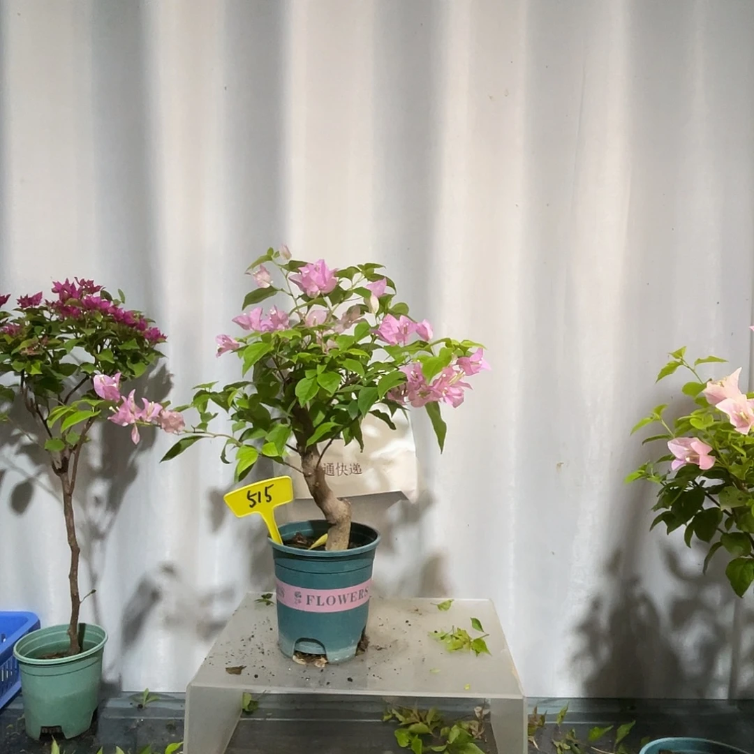当前无花栽培后可以开花515广红樱桩，粗2.5公分