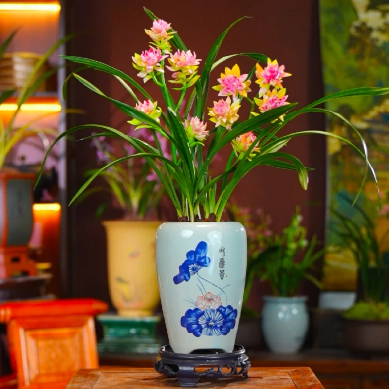 新款[玉影牡丹]建兰铭品室内客厅桌阳台好养兰花盆景盆栽绿植花卉