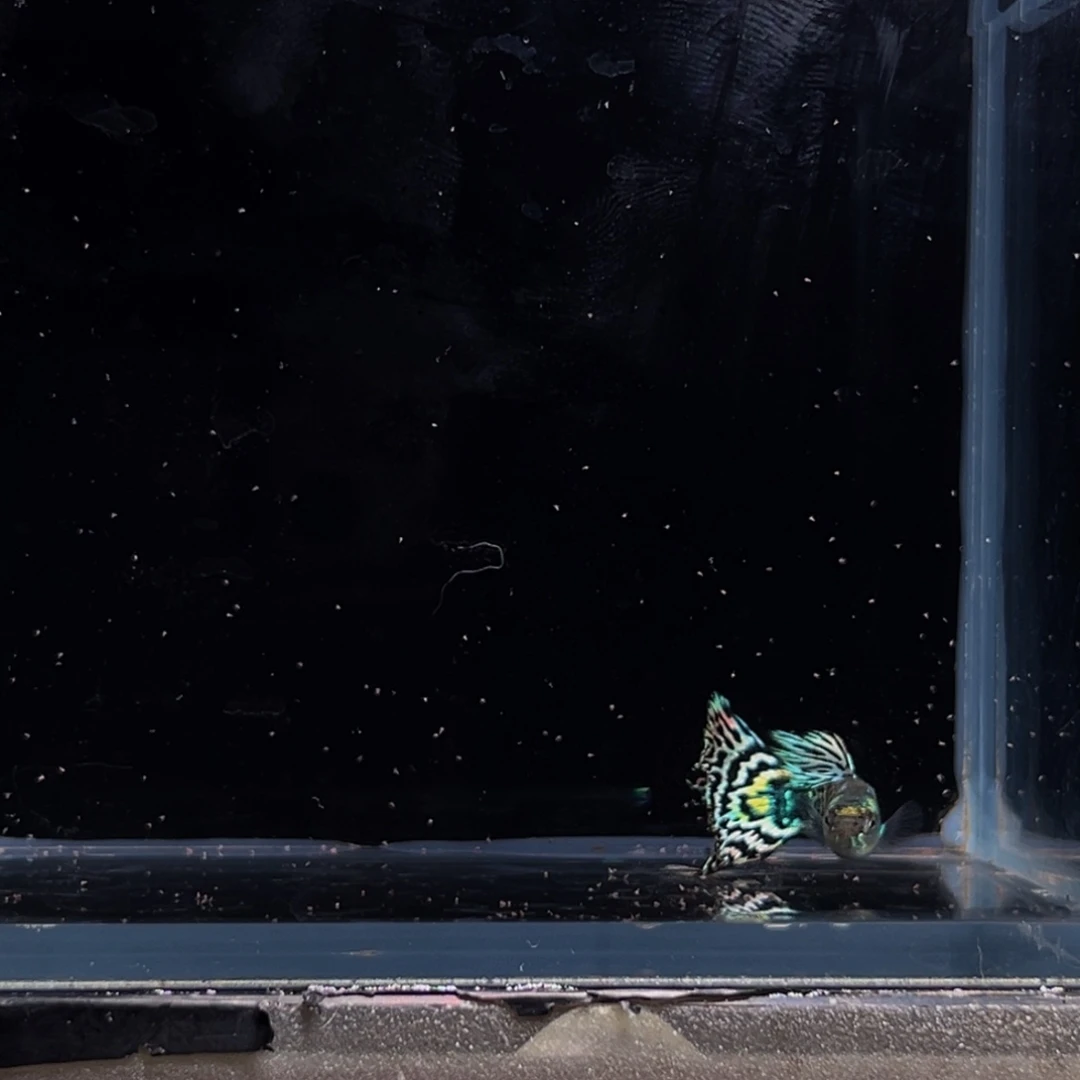 孔雀鱼银河马赛克1对。