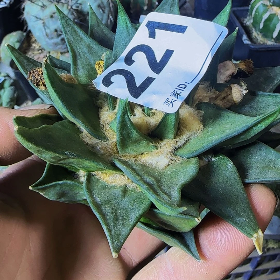 龙牙221仙人球开花