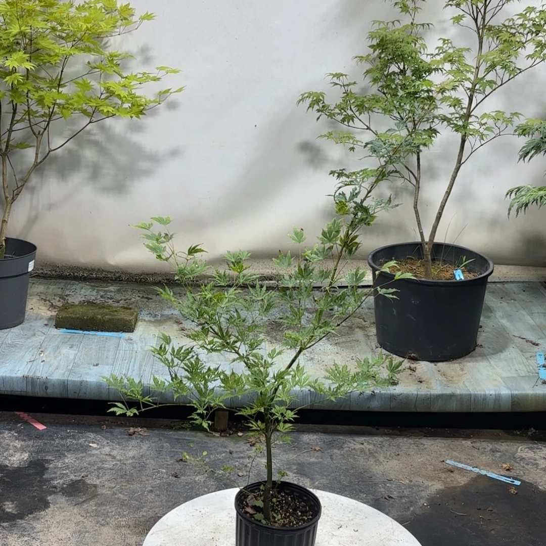 完全开放日本枫树姐妹精灵