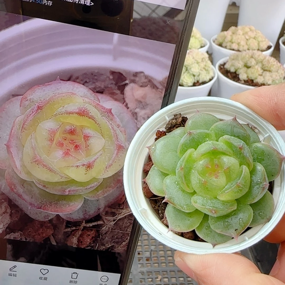 1113-90（变异海王）