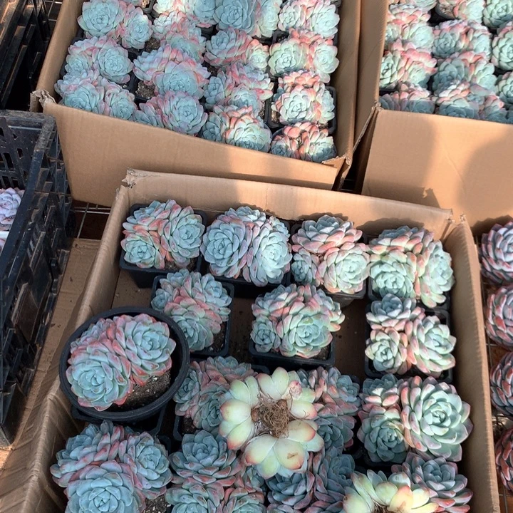 3头起老桩冰玉两单包邮