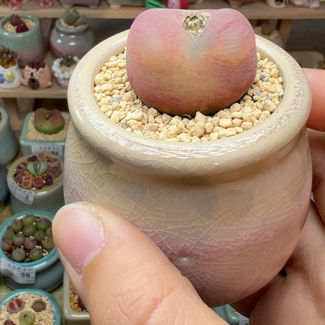 多肉植物61号毛毛