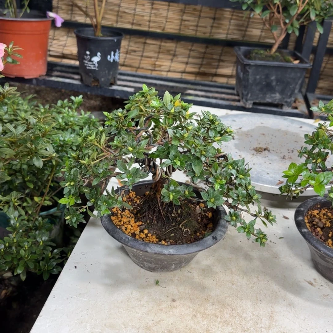 翔***馆完全开放鹿山杜鹃花