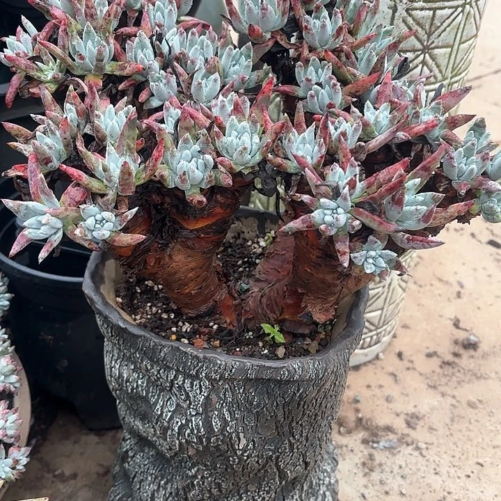 用****5仙女杯多肉植物盆栽