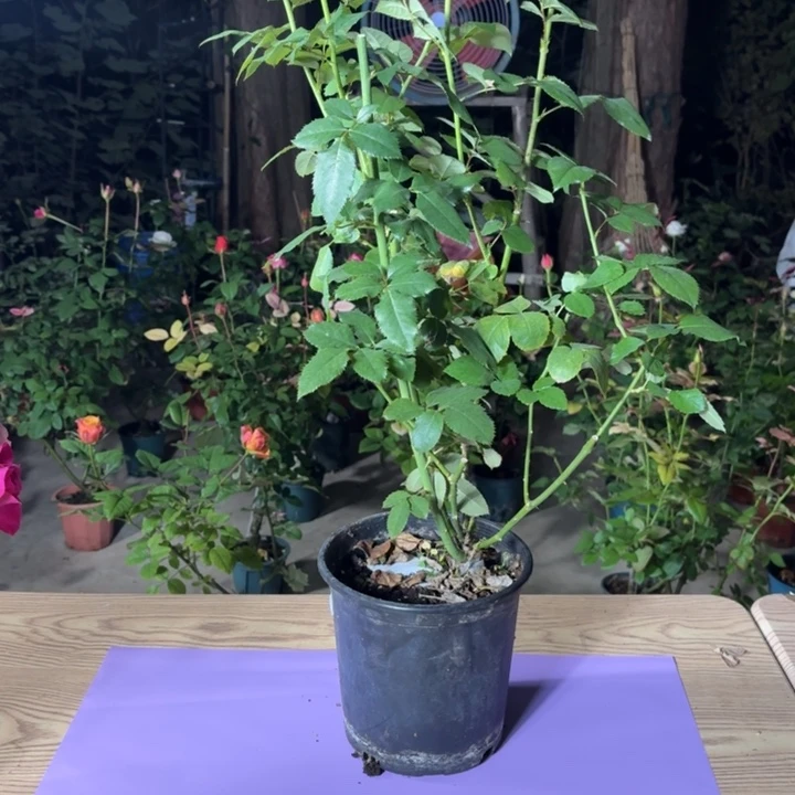 无花朵紫罗裙中苗