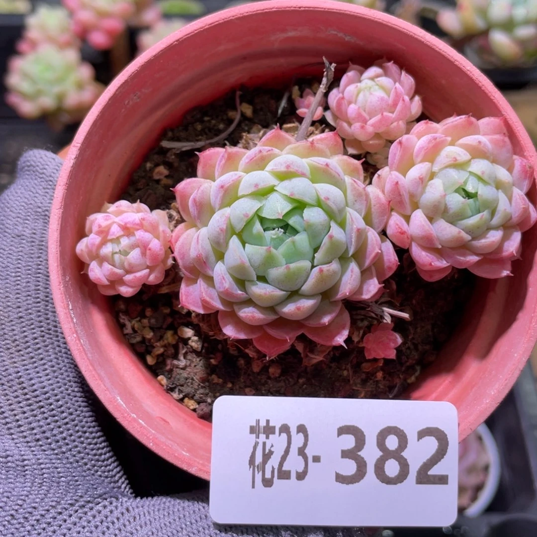 花利美23-382羊脂球