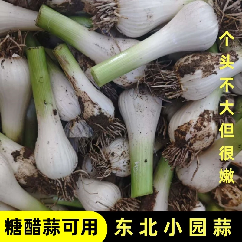 东北小园新鲜大蒜腌制糖醋蒜专用农家大蒜白皮大蒜头腌咸菜鲜嫩蒜