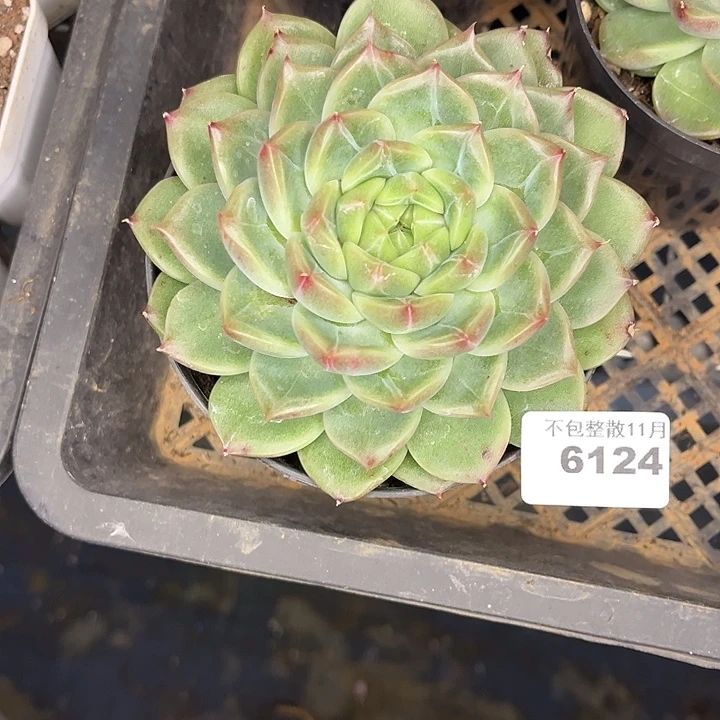 阿雅园艺。       6124钻石珍妮