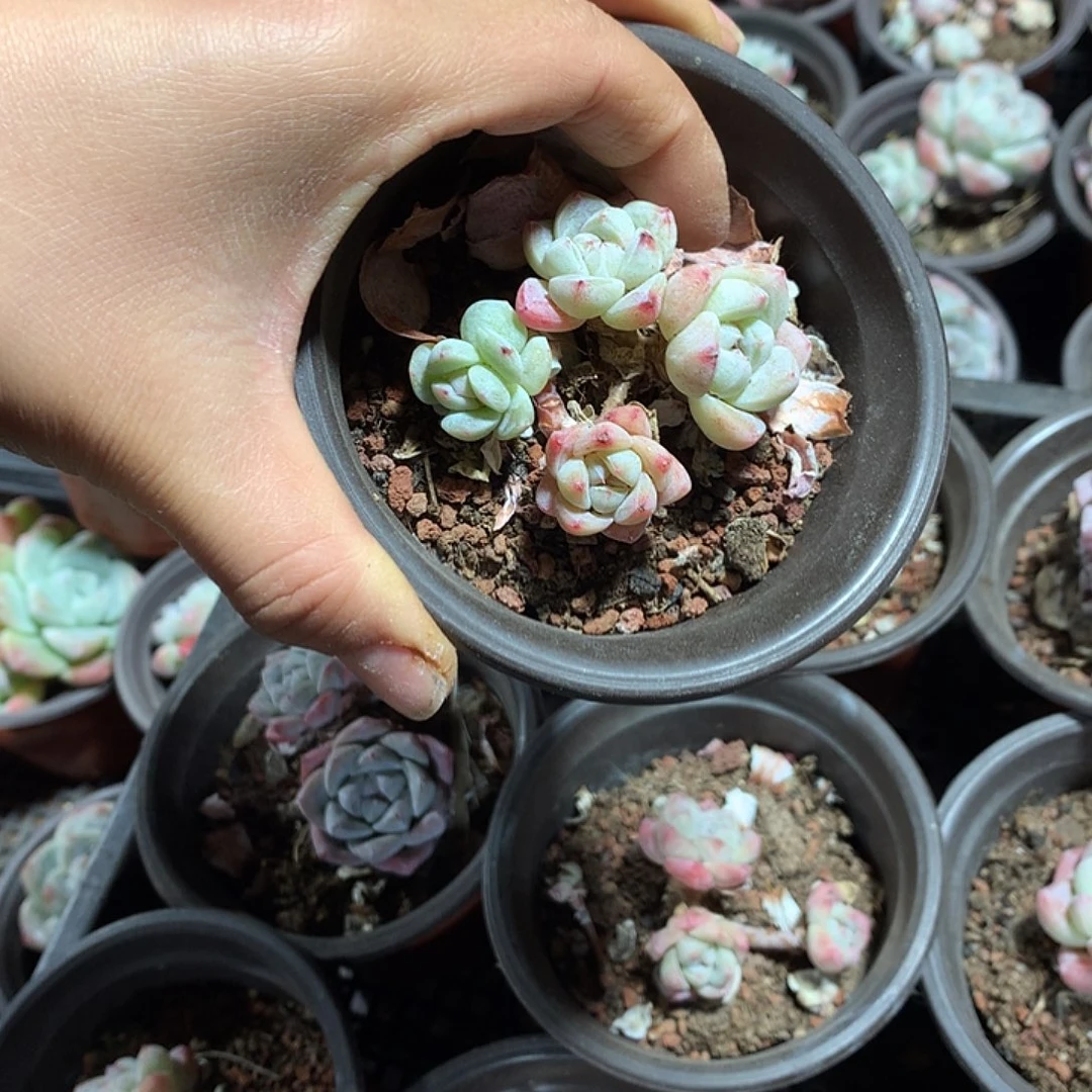 冰玉小脸哈哈哈哈哈3