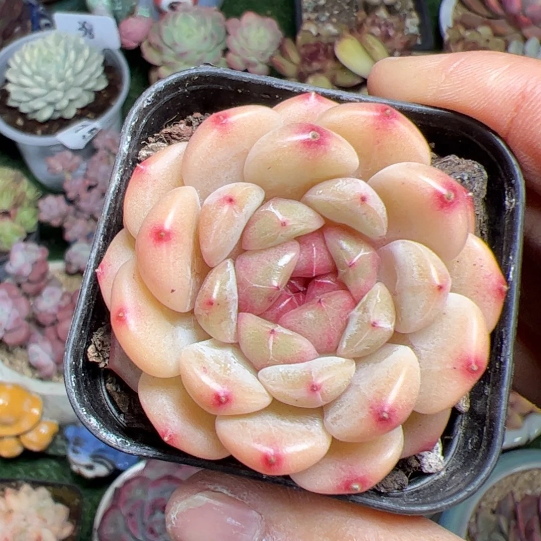 246匹诺曹231满38包邮多肉植物