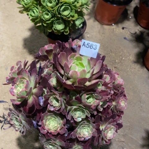 安娜玫瑰一物一拍