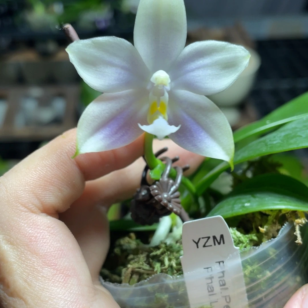 完全开放11叶瑕花期不保