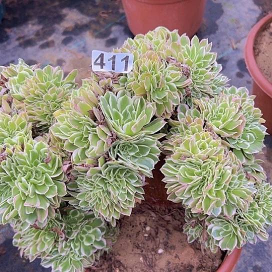 。***,多肉植物一个白凤追