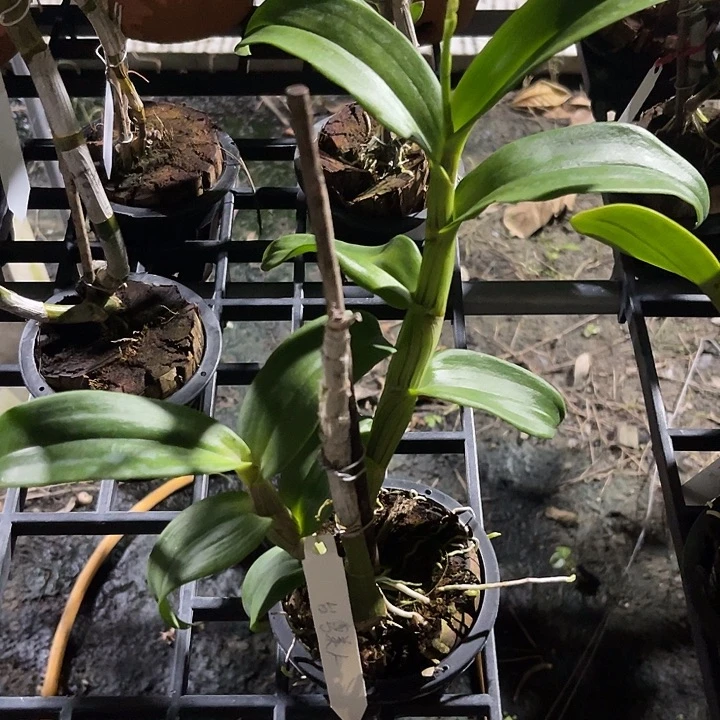 当前无花朵，栽培后可花朵台湾美人282