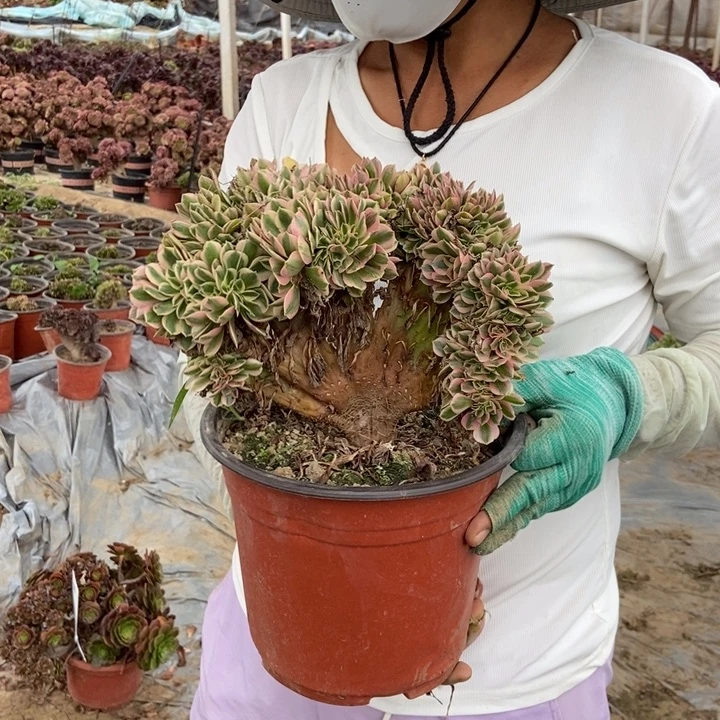 当***人321男神缀化老桩寄养一箱