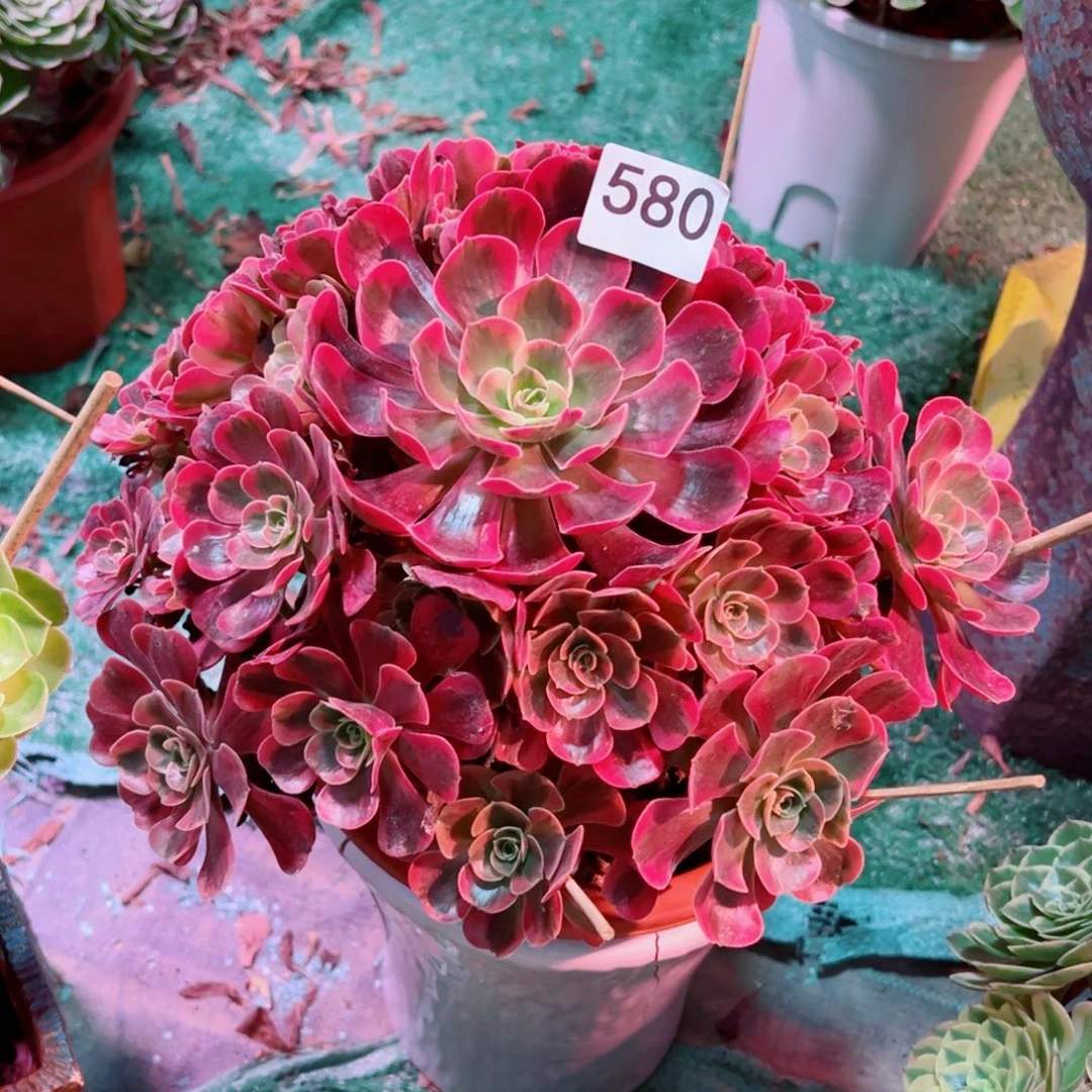 580爱神法师多肉植物