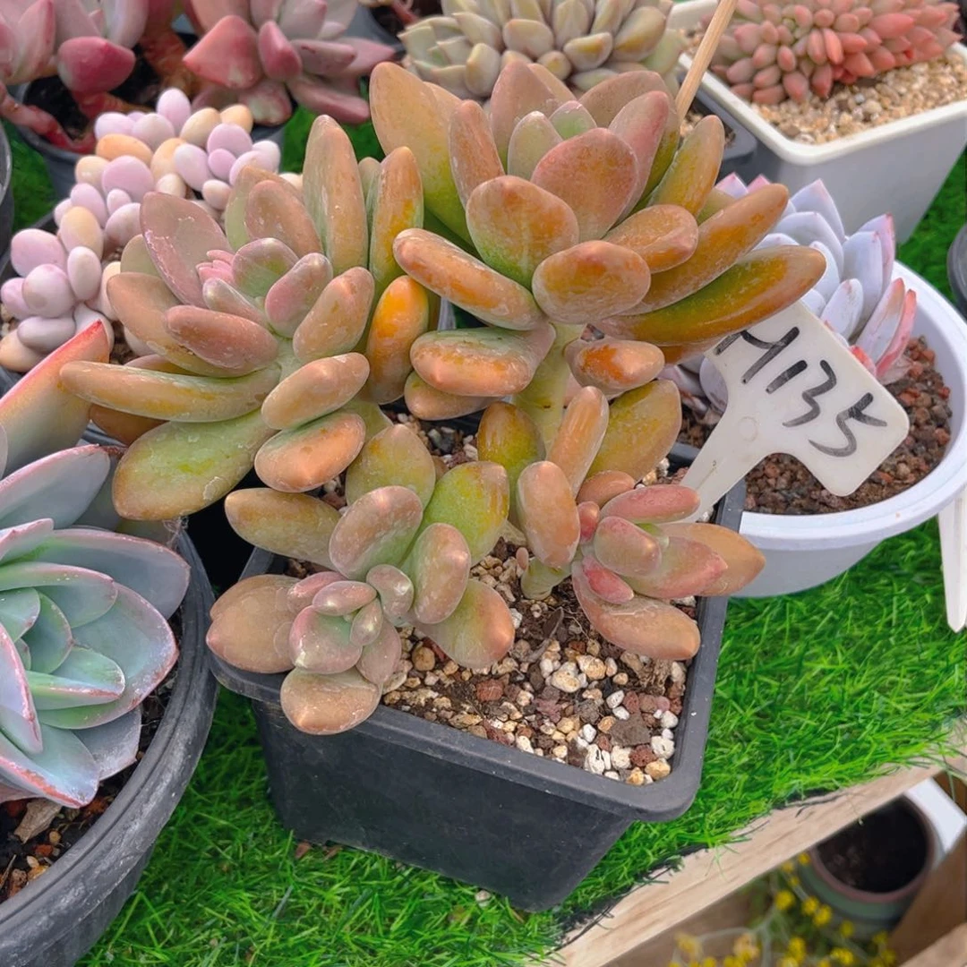 我***妹135fghhjjjjjhjjj